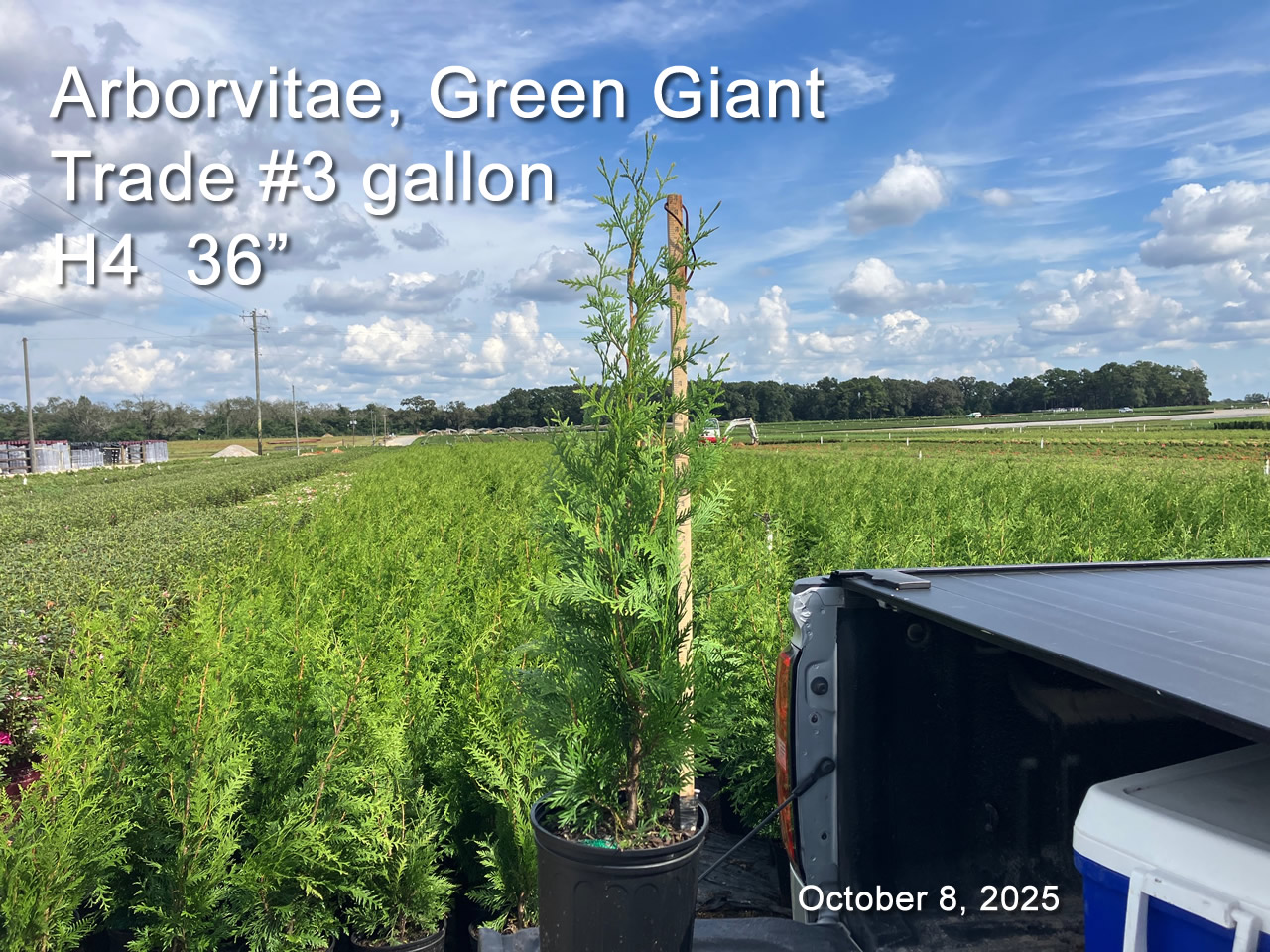 gallery/avgg3t h4 oct8.jpg